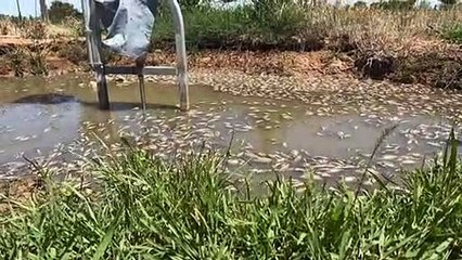 Victorian diary farmers infested with millions of baby carp