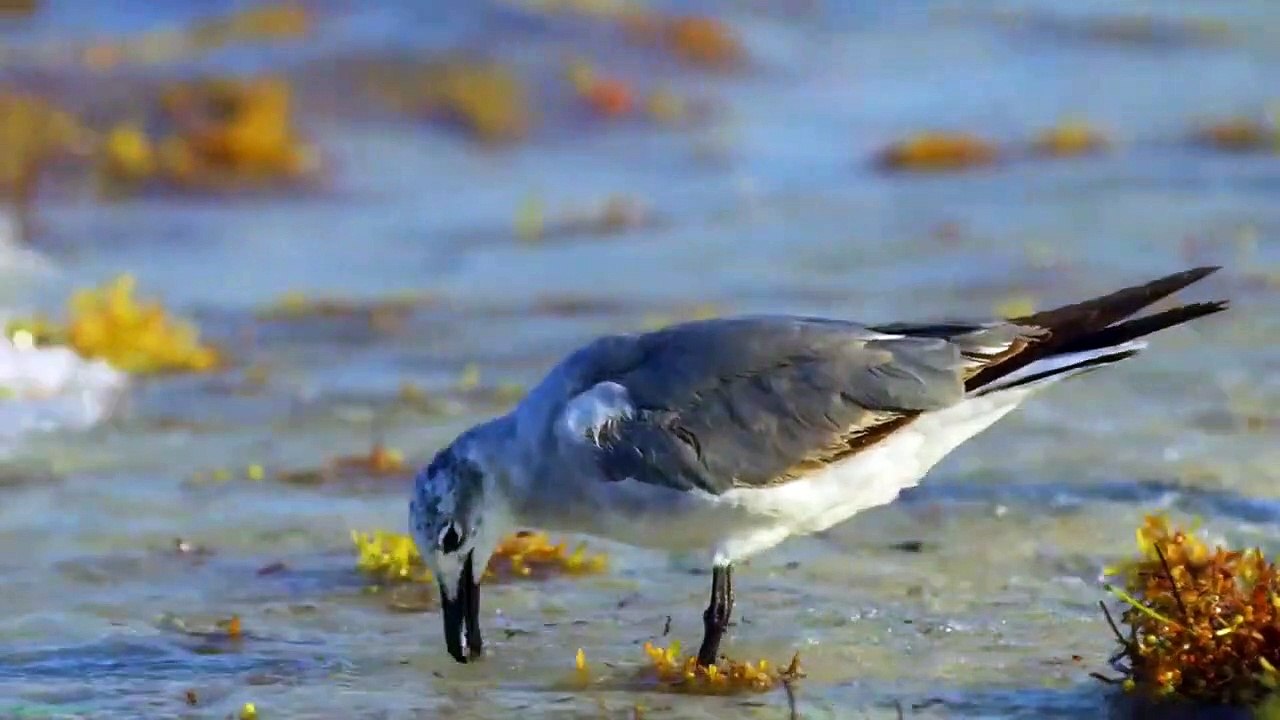 seagull bird flying ; seagull birds video