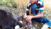 Hungry Little Boy Drinks Milk From Goat Breast 2022