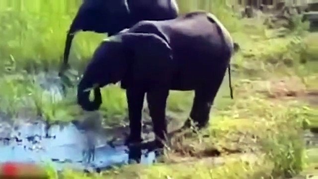 Herd Of Elephants Rescues A Calf - So Beautiful!