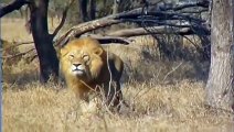 LION BRUTALLY KILLS A CHEETAH  WILD VS WILD  #lion #cheetah