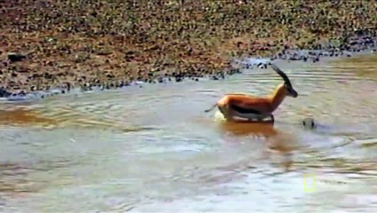 Croc Attack!   World's Deadliest