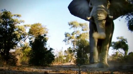 NAT GEO WILD HD (LIVING MUSIC ACTION) 2012