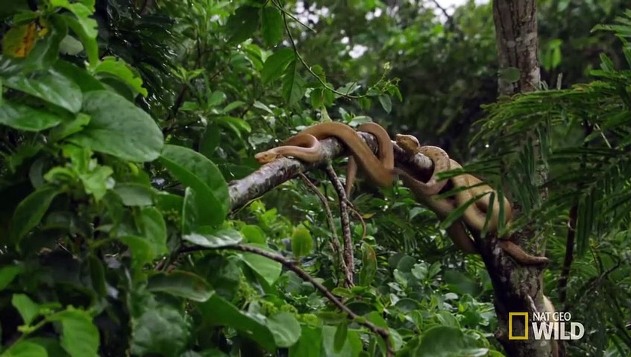 Welcome to Snake Island   Brazil
