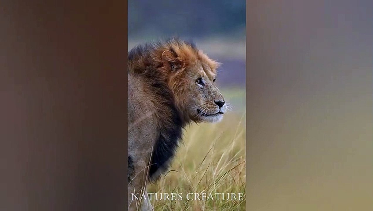 Wildlife's Chads