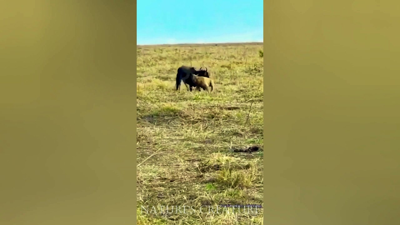 Single hyena hunt down wildbeest