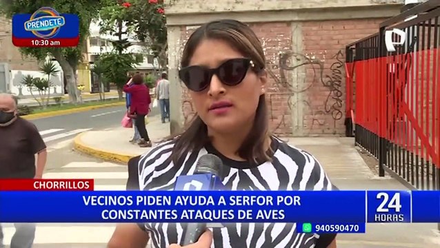 Chorrillos: vecinos atemorizados por constantes ataques de aves piden ayuda a Serfor