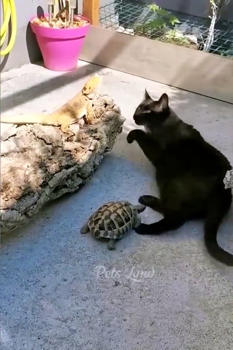 Funniest Animal 2023  Fun with Cats and Dogs  Part 25