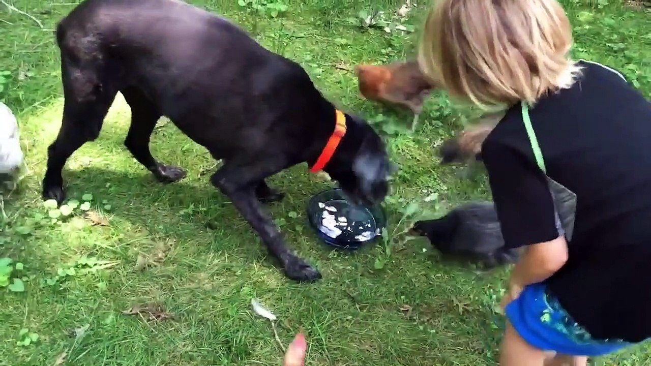 The BEST Cute and Funny Animal Videos of 2022!