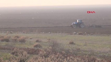 MARMARA GÖLÜ'NDE ORGANİK TARIM SONRASI AYÇİÇEĞİ ÜRETİMİ HEDEFİ