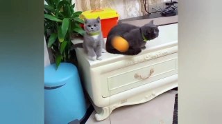 Sin Or Laughter ! Funniest Cat Videos   । Try Not To Laugh