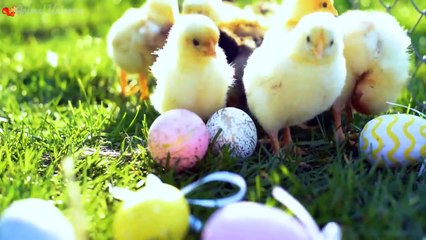 Various kinds of animal weight