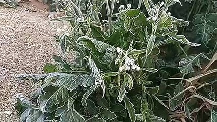 शेखावाटी में लगातार दूसरे दिन पारा माइनस में, कल पड़ेगा पाला