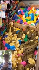 Wah anakan ayam warna warni