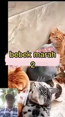 Bebek marah marah