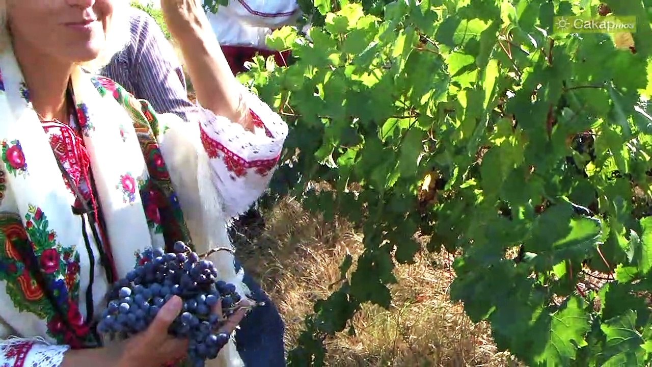 Откриване на гроздобера на "Малката звазда"