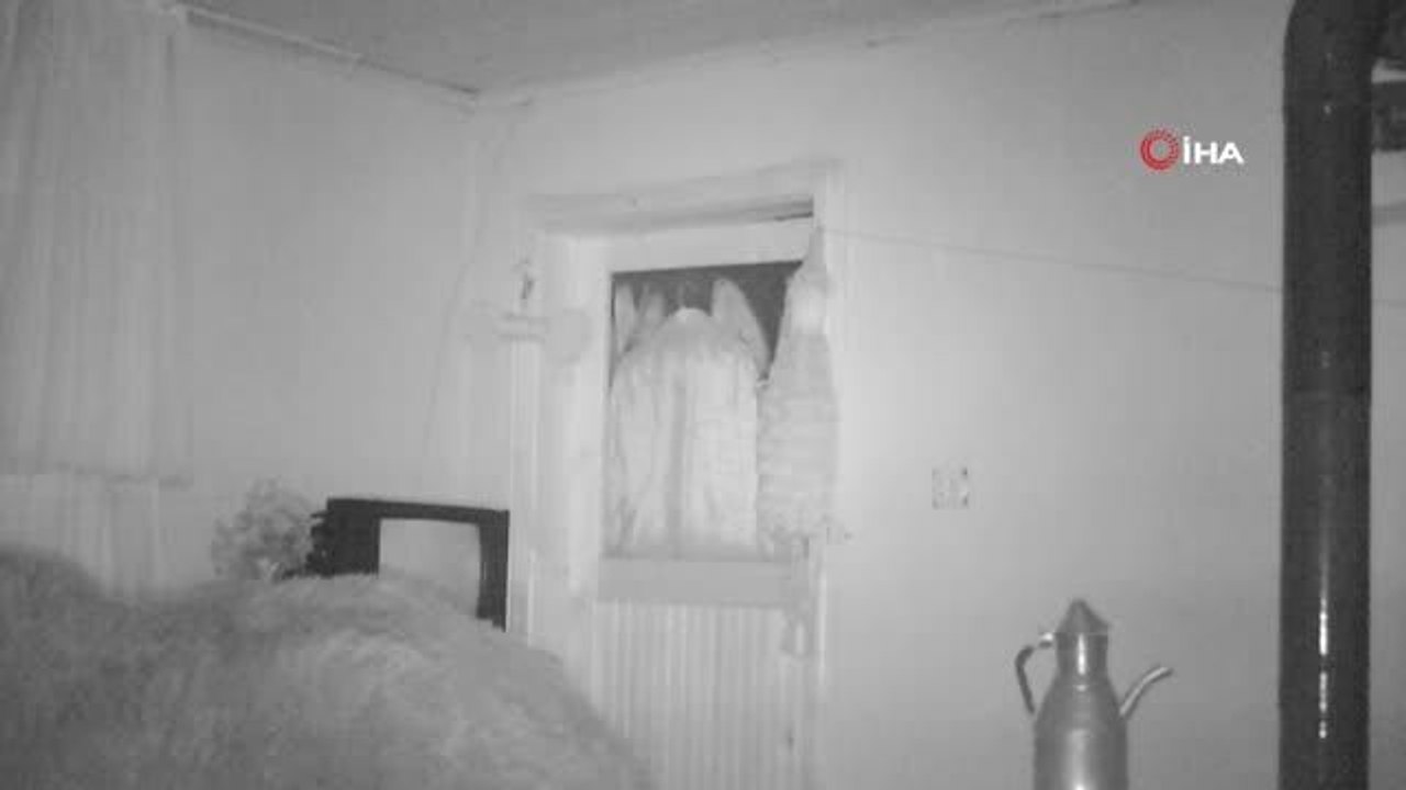 Kış uykusuna yatmayan dev ayı yayla evlerine dadandı