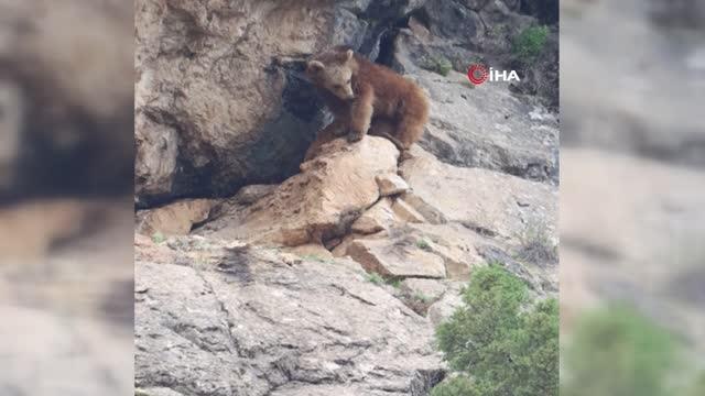 Özlenen kış gelmedi, ayılar kış uykusuna yatmadı