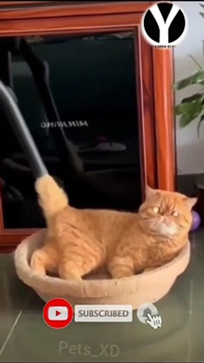 Funny Cats