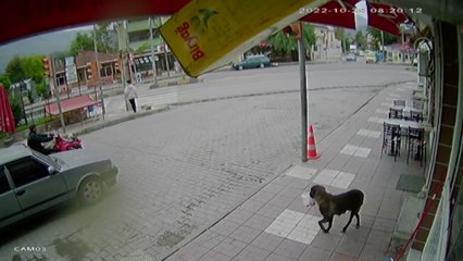 Köpeğin lokantanın önündeki yemek kovasını yavruları için götürmesi kamerada