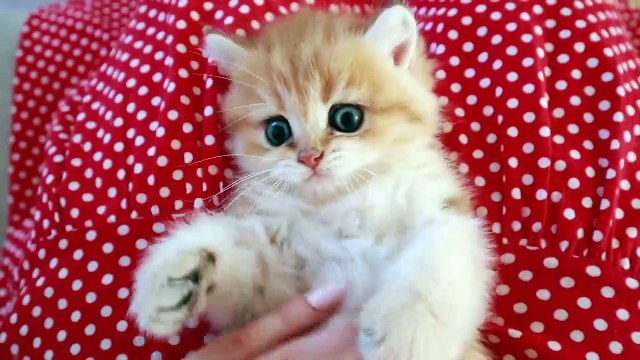 Mom Cat is trying to get all her playing kittens together in order to feed them