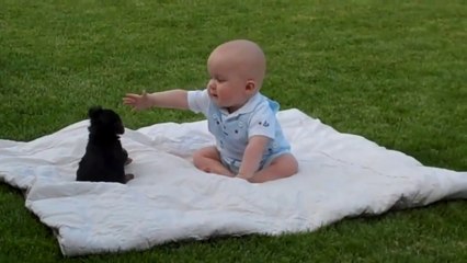 Yorkie puppy attack my baby boy.