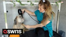 Groomer says dogs SHOULD be asked for consent before treatments - as the experience is meant to be 