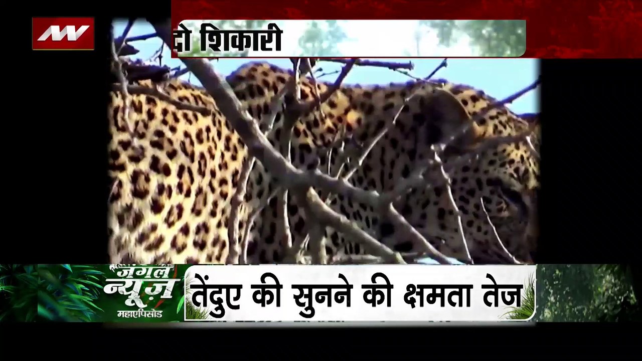 Jungle News : तेंदुए ने किया तेंदए पर हमला...