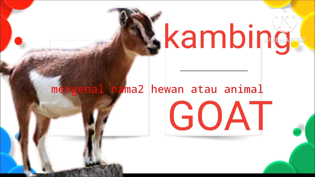 belajar mengenal nama hewan