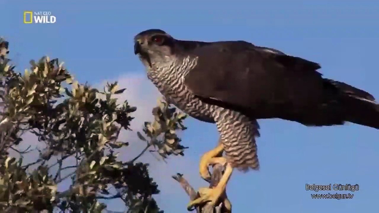 Çakır Doğan Kuşunun Tavşan Avı