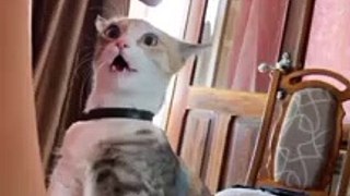 Funniest Dogs And Cats Video Compilation 2022  Try not to laugh 