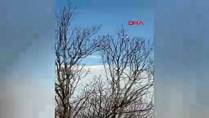 Köpek saldırısından kaçan vaşak ağaçta mahsur kaldı