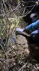 Trapped leopard tranquilised