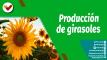 Cultivando Patria | Cultivo, cuidado y producción agrícola de girasoles