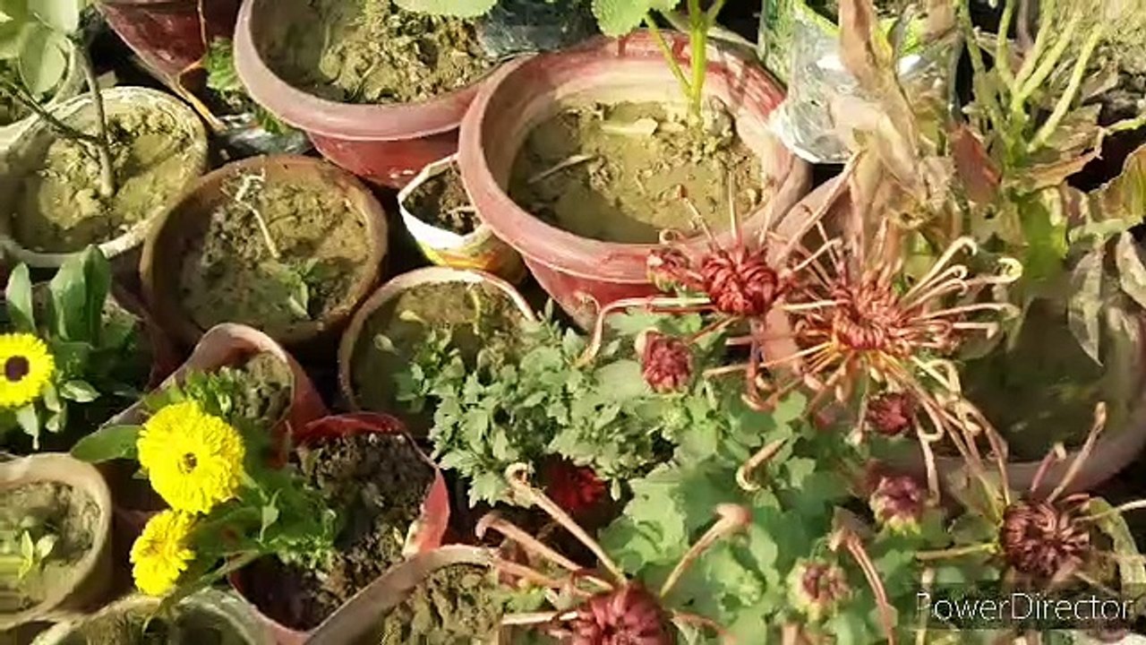 #SundayGardenOverview  #SundayGardenUpdate  #NDLovelyGarden  #Bableejha
