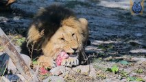 The predator's relentless pursuit pays off with a satisfying meal