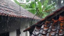 Sounds Of Rain Tropical And Thunder For Sleep - 99% Instantly Fall Asleep With Rain Sound At Night