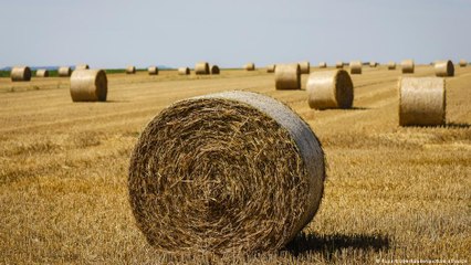 القش كمادة أولية هائلة