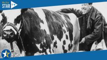 La Vache et le prisonnier (C8) : comment Henri Verneuil a tout fait pour que la vache ne finisse pas