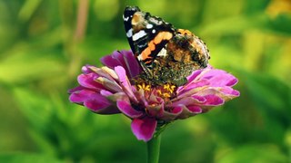 Relaxing Music and Birds Chirping Sounds with Beautiful Calmly Butterfly and Garden  Flowers