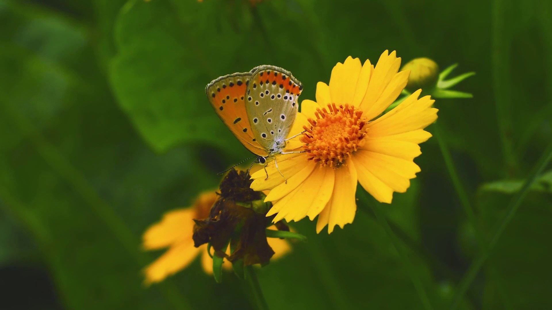 ⁣Relaxing Music and Birds Chirping Sounds with Beautiful Calmly Butterfly and Garden  Flowers