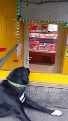 Este perro ha encontrado un lugar perfecto para admirar la vista más hermosa de la ciudad