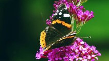 Relaxing Music and Birds Chirping Sounds with Beautiful Calmly Butterfly and Garden  Flowers