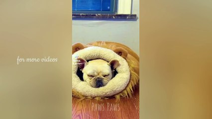 Funniest and Cute Cats and Dogs | Best of 2023 |  Funny Animal videos