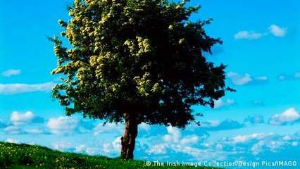 ¡Quiero saber! ¿Los árboles duermen?