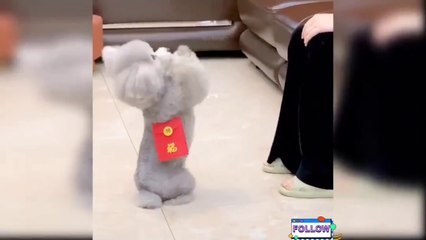 Fanny Dogs &Baby Dogs Videos Compilation