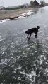 Ice Skating Dog