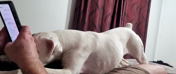 Pixie NEEDS Cuddles Before Bed