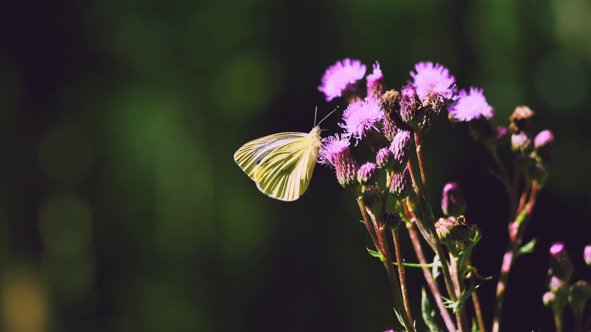 ⁣Relaxing Music and Birds Chirping Sounds with Beautiful Calmly Butterfly and Garden  Flowers