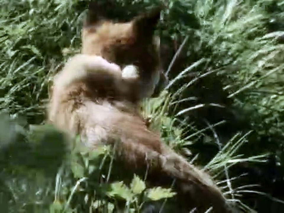 Black Beauty Staffel 2 Folge 1